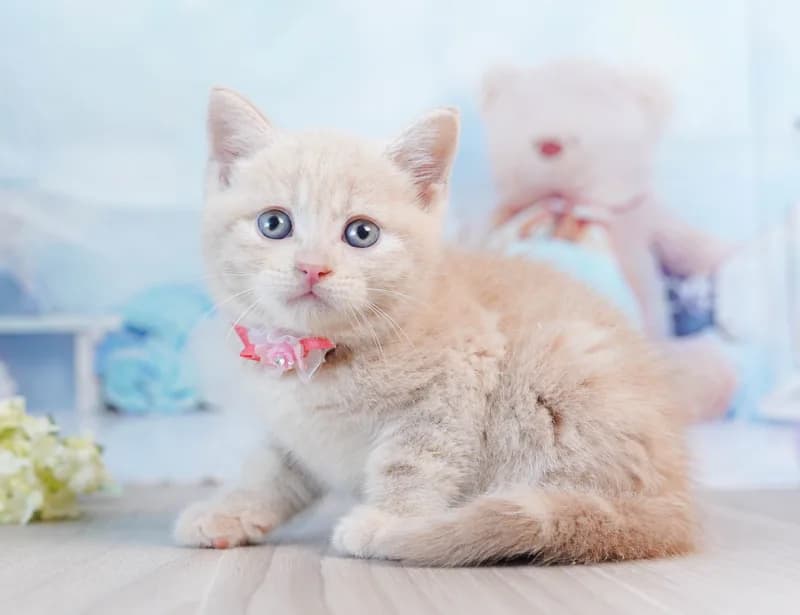 マンチカンの子猫 オス クリームタビー - コスモスファーム - 写真1