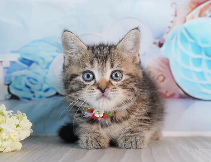 マンチカンの子猫 メス ブラウンタビー - コスモスファーム - 写真1