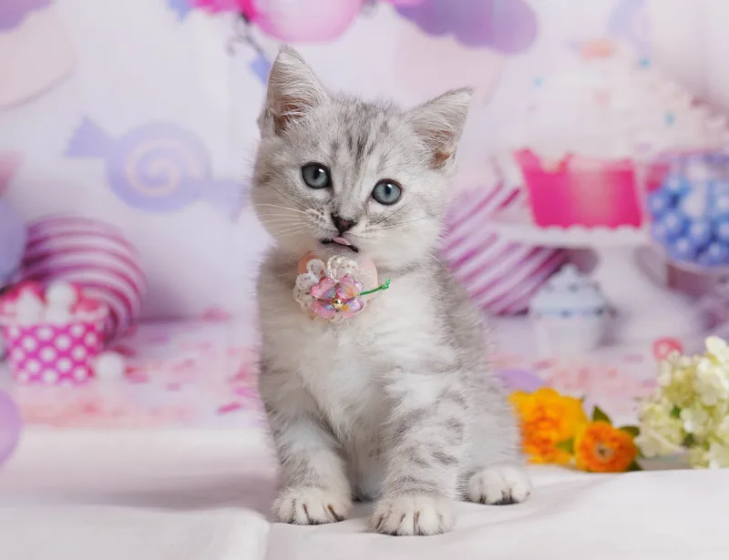 ミヌエットの子猫 オス シルバータビー - コスモスファーム - 写真1