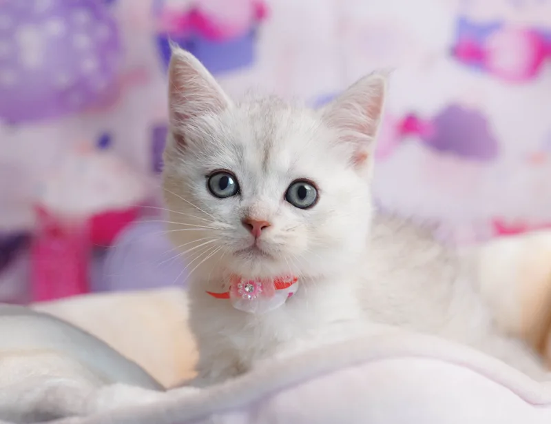 ミヌエットの子猫 オス チンチラシルバー - コスモスファーム - 写真1