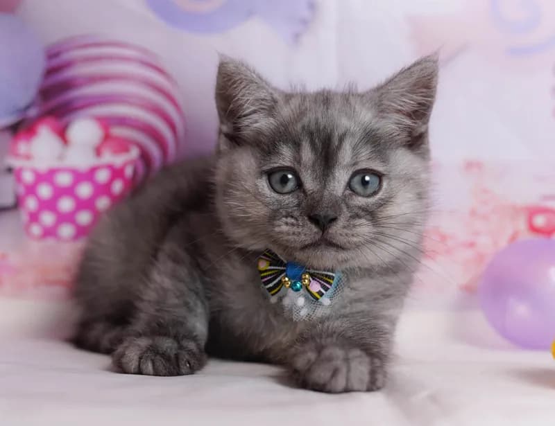 ミヌエットの子猫 オス シルバータビー - コスモスファーム - 写真1