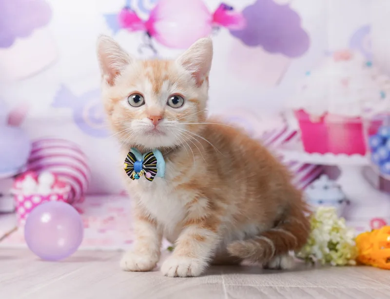 マンチカンの子猫 オス レッドタビー - コスモスファーム - 写真1