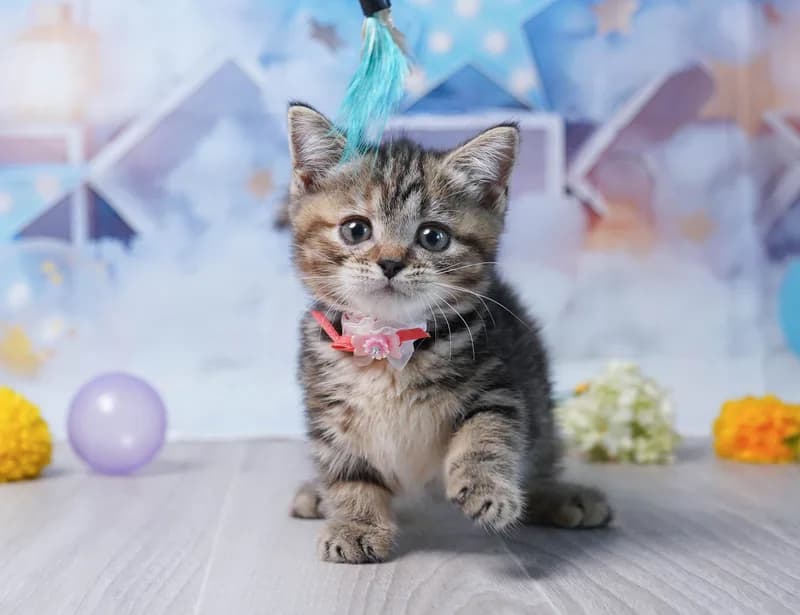 マンチカンの子猫 メス ブラウンパッチドタビー - コスモスファーム - 写真1