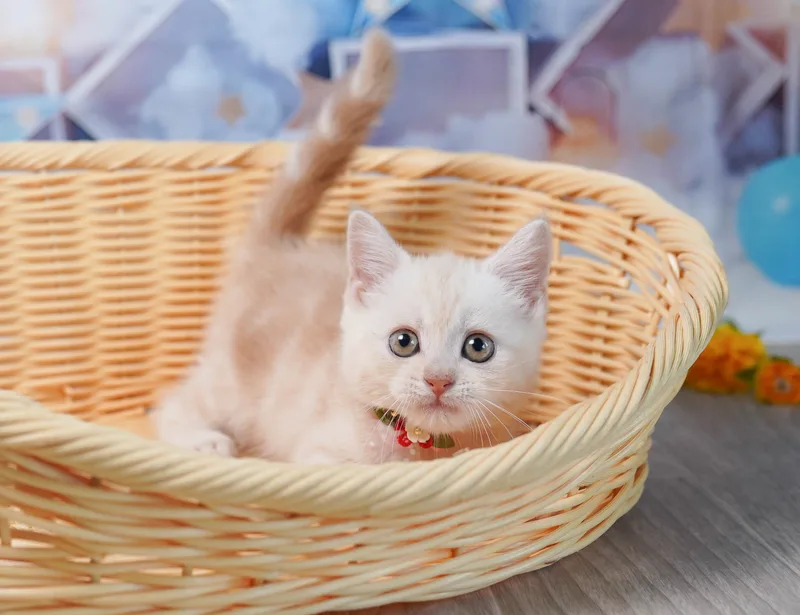 マンチカンの子猫 オス クリームタビー - コスモスファーム - 写真1