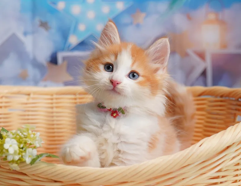 ノルウェージャンフォレストキャットの子猫 オス レッドタビー&ホワイト - コスモスファーム - 写真1