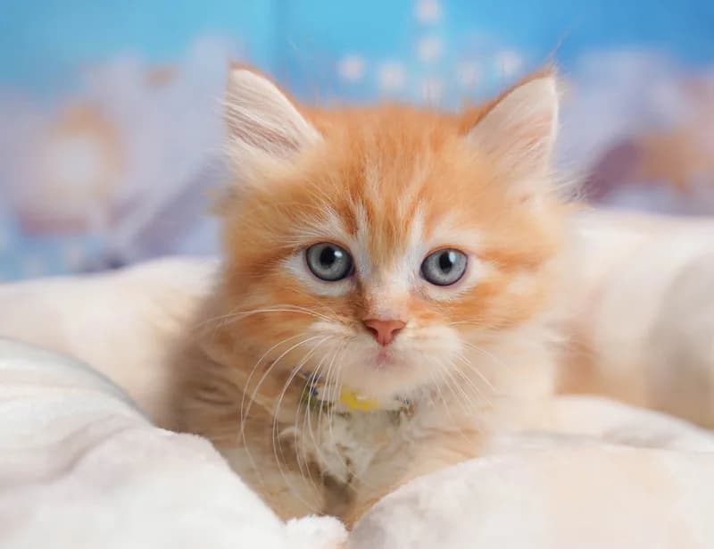 ミヌエットの子猫 オス レッドタビー - コスモスファーム - 写真1