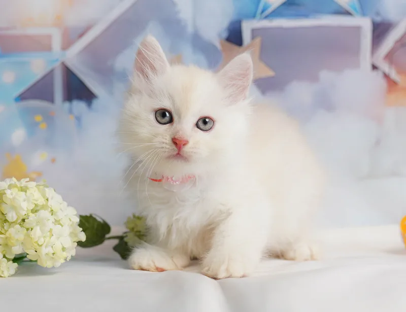 ミヌエットの子猫 オス クリームタビー - コスモスファーム - 写真1