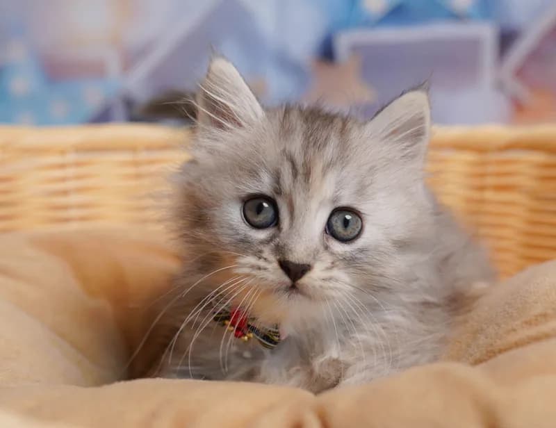 ミヌエットの子猫 メス シルバーパッチドタビー - コスモスファーム - 写真1
