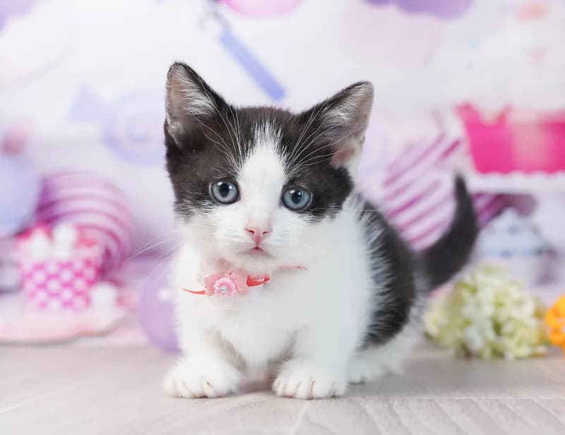 マンチカンの子猫 オス ブラック&ホワイト - コスモスファーム - 写真1