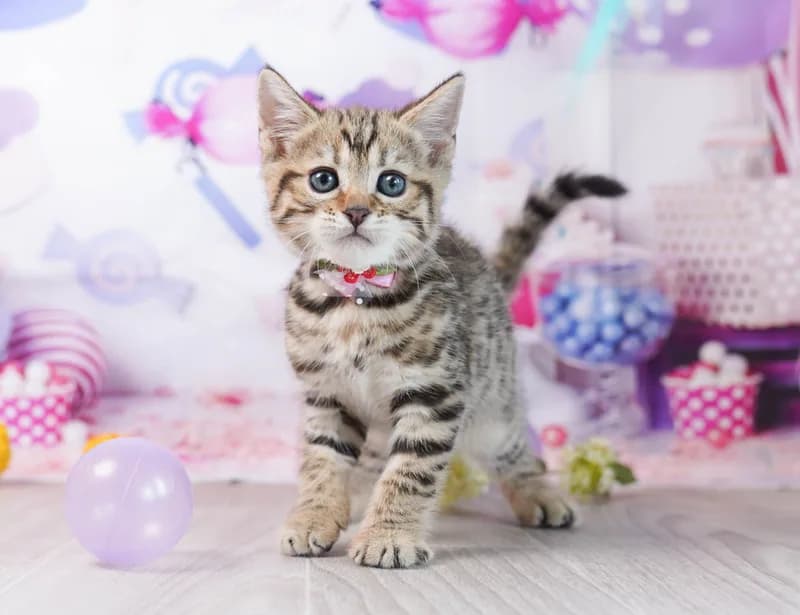 マンチカンの子猫 メス ブラウンタビー - コスモスファーム - 写真1