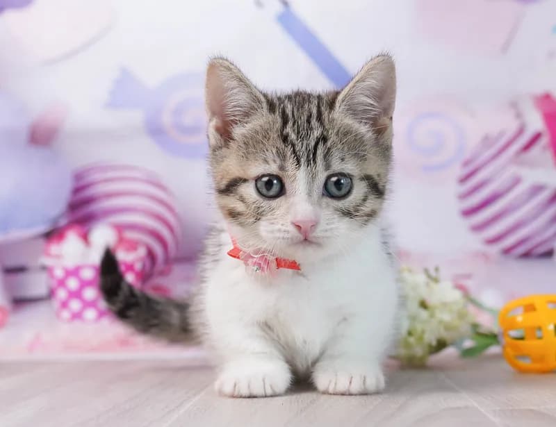 マンチカンの子猫 メス ブラウンタビー&ホワイト - コスモスファーム - 写真1