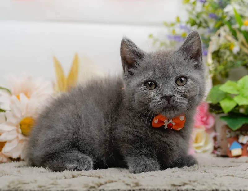 マンチカンの子猫 オス ブルー - パピーヴィレッジ コノハズク