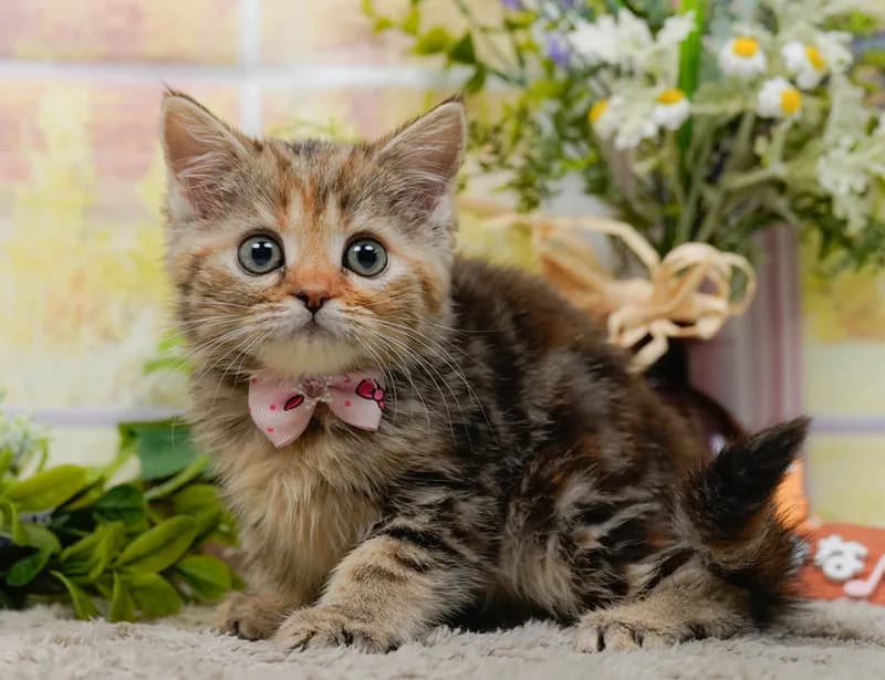 マンチカンの子猫 オス ブルー