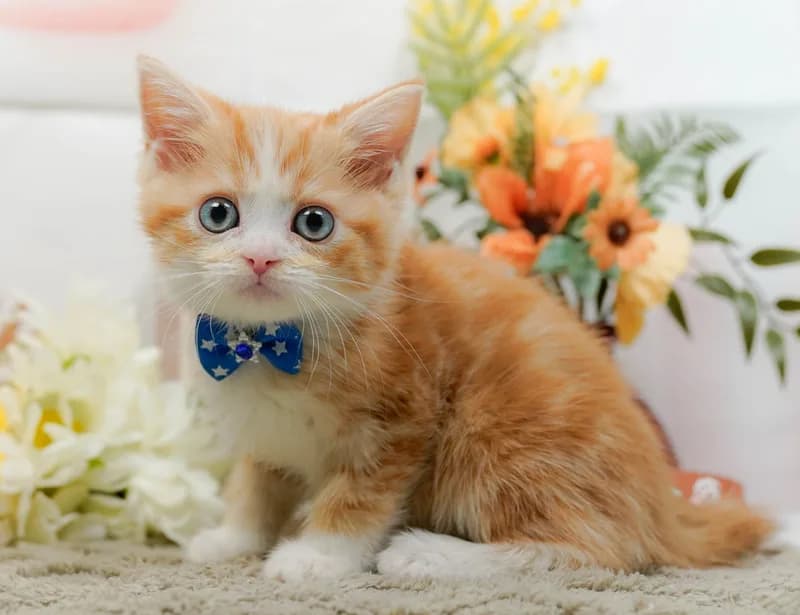 ノルウェージャンフォレストキャットの子猫 メス ブルータビーホワイト - パピーヴィレッジ コノハズク - 写真1