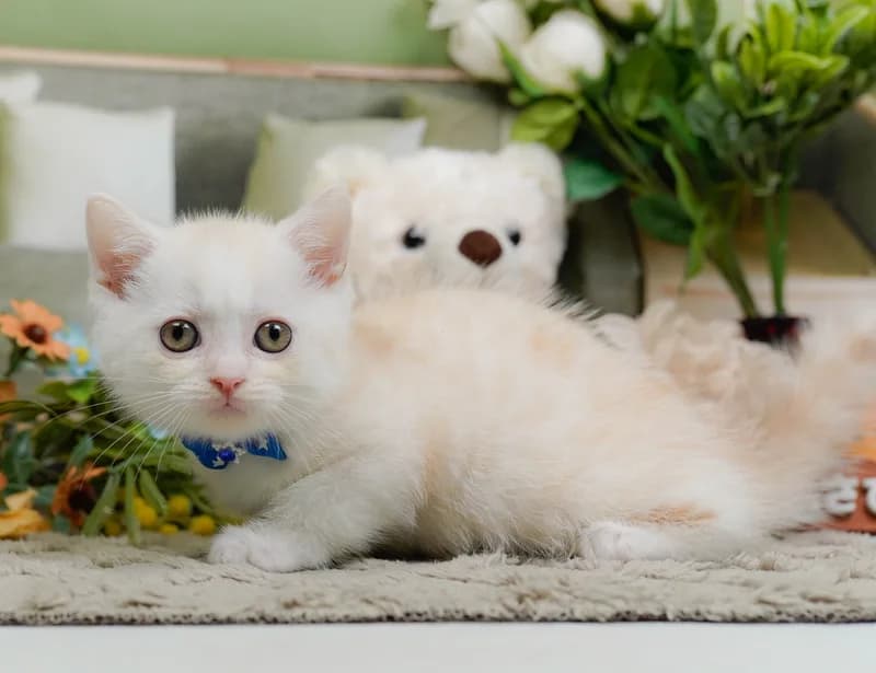 マンチカンの子猫 オス クリームタビー - パピーヴィレッジ コノハズク - 写真1