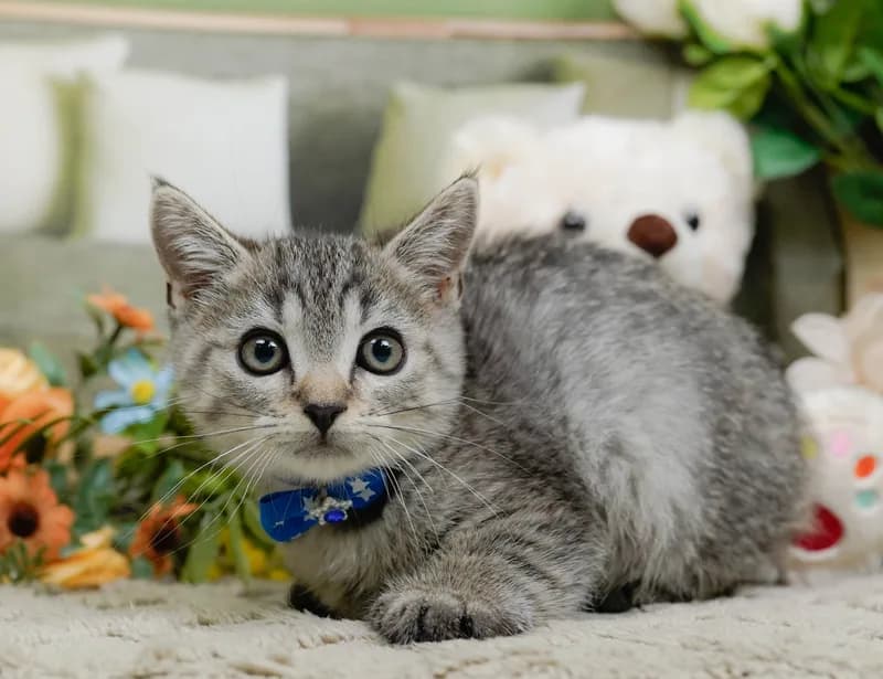 マンチカンの子猫 オス シルバータビー