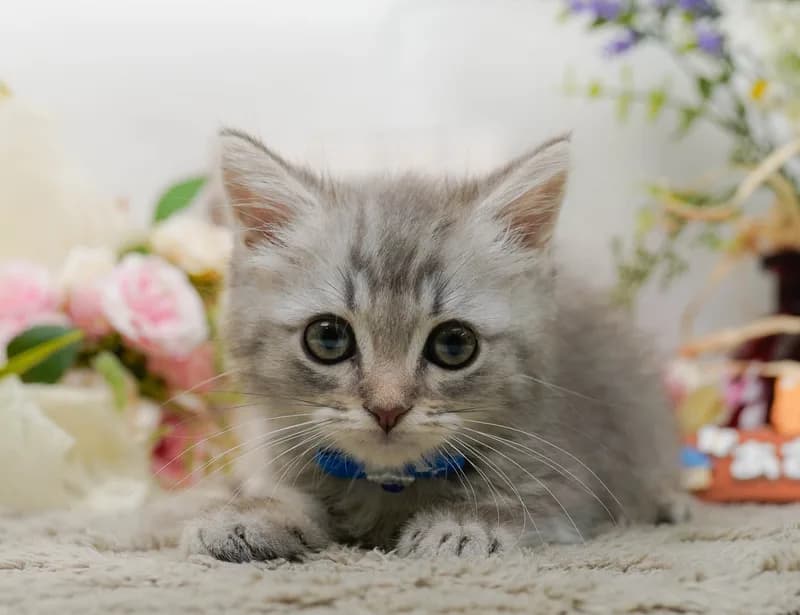 マンチカンの子猫 オス シルバータビー - パピーヴィレッジ コノハズク - 写真1