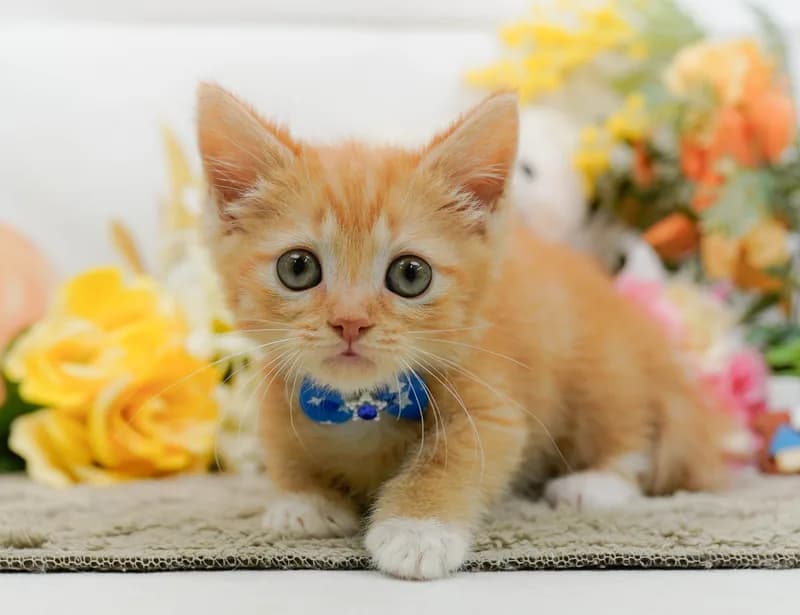 ミヌエットの子猫 オス レッドタビー