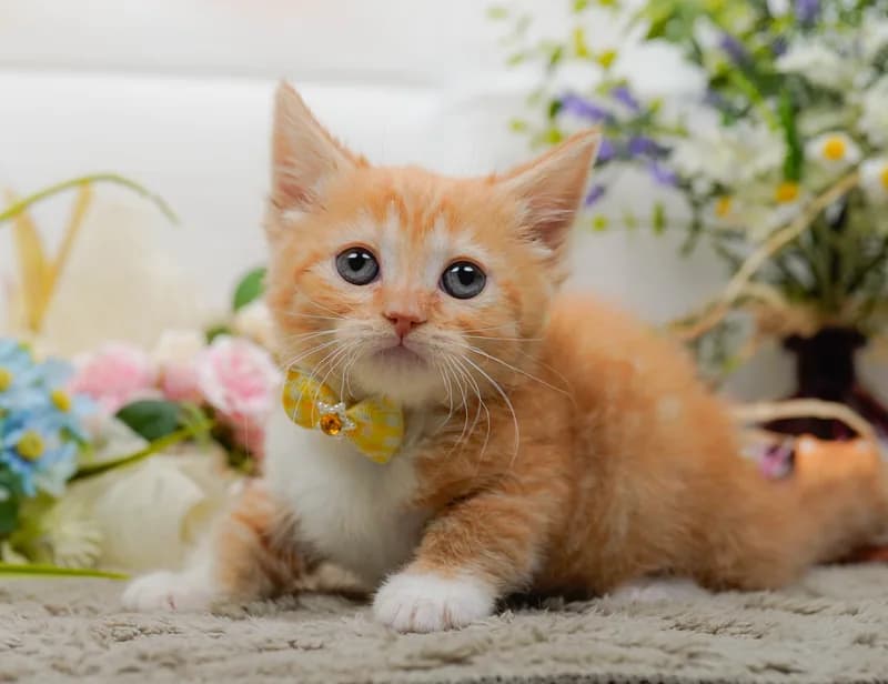 ミヌエットの子猫 メス レッドタビー&ホワイト - パピーヴィレッジ コノハズク - 写真1