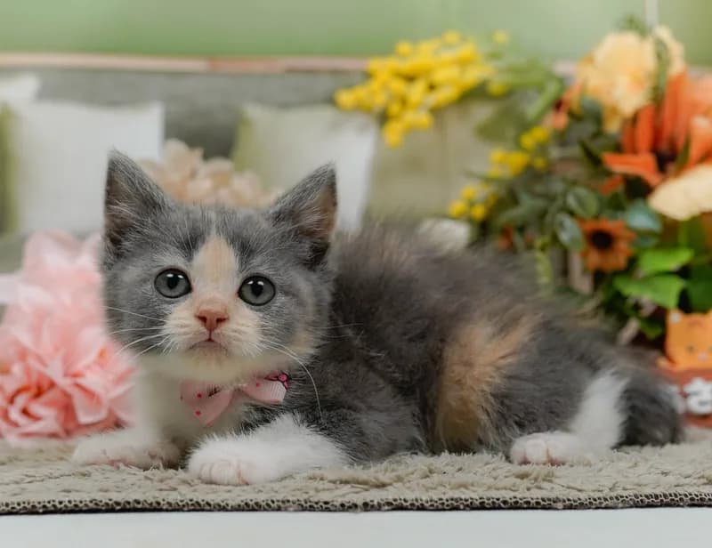 ミヌエットの子猫 メス ダイリュートキャリコ