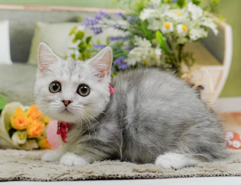 ミヌエットの子猫 メス シルバータビー