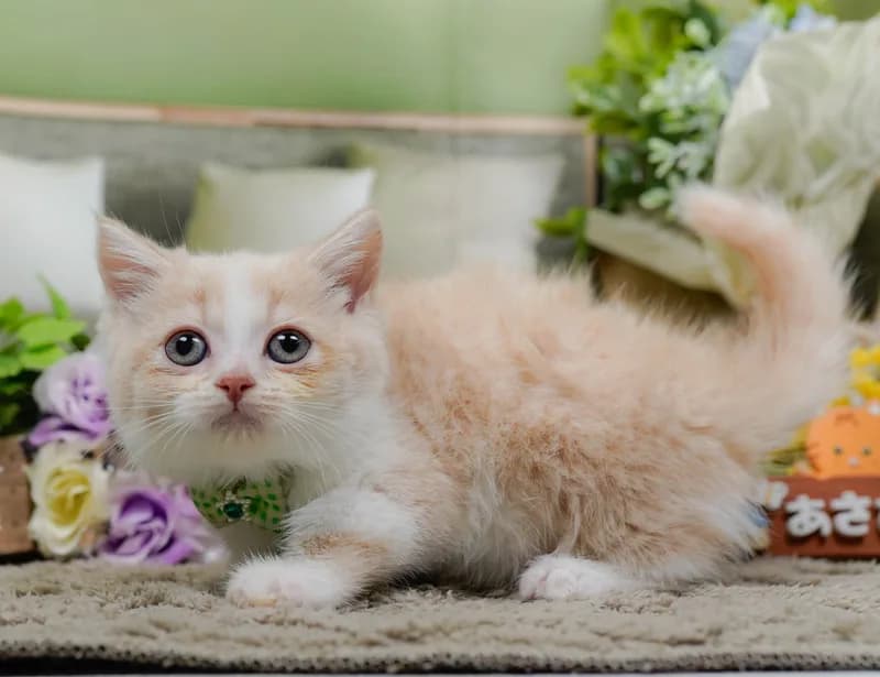 マンチカンの子猫 オス クリームタビーホワイト