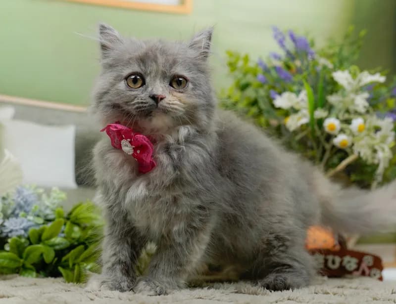 サイベリアンの子猫 メス ブルークリーム