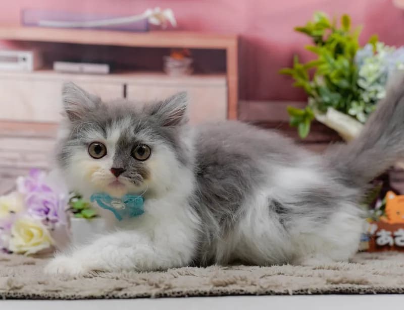 サイベリアンの子猫 オス ブルーホワイト - パピーヴィレッジ コノハズク - 写真1