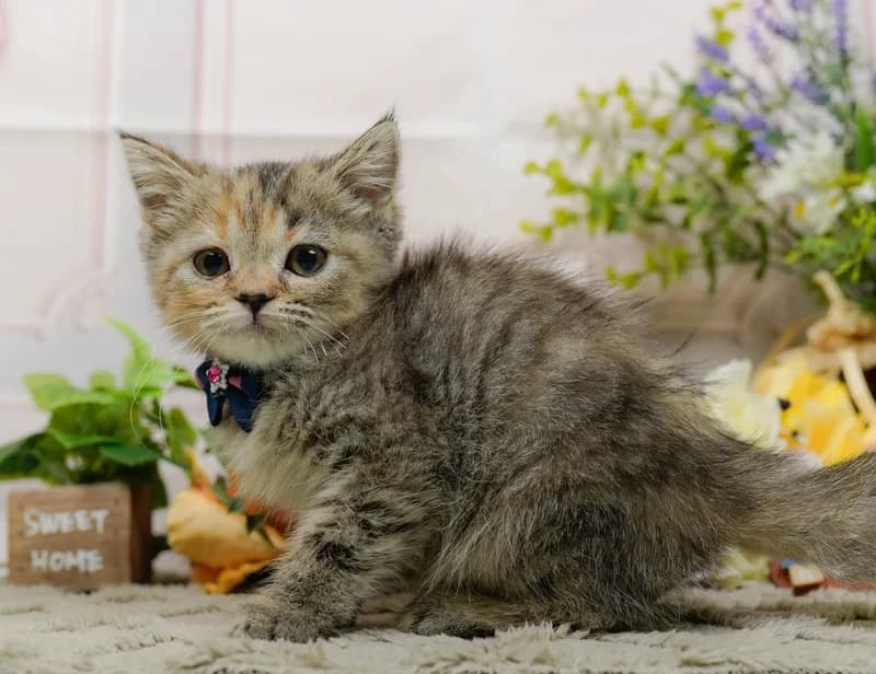 マンチカンの子猫 メス ブラウンパッチドタビー - パピーヴィレッジ コノハズク - 写真1