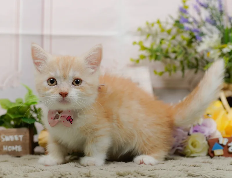 マンチカンの子猫 メス レッドタビー&ホワイト - パピーヴィレッジ コノハズク - 写真1