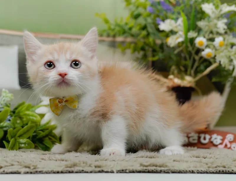 マンチカンの子猫 メス クリームタビー&ホワイト - パピーヴィレッジ コノハズク - 写真1