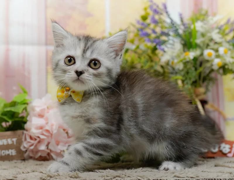 マンチカンの子猫 メス シルバーパッチドタビー