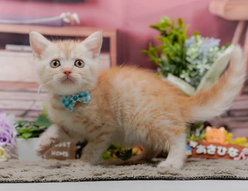 マンチカンの子猫 オス クリームタビー