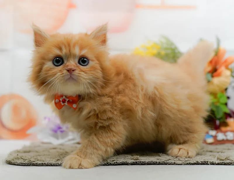 ミヌエットの子猫 オス レッドタビー - パピーヴィレッジ コノハズク - 写真1