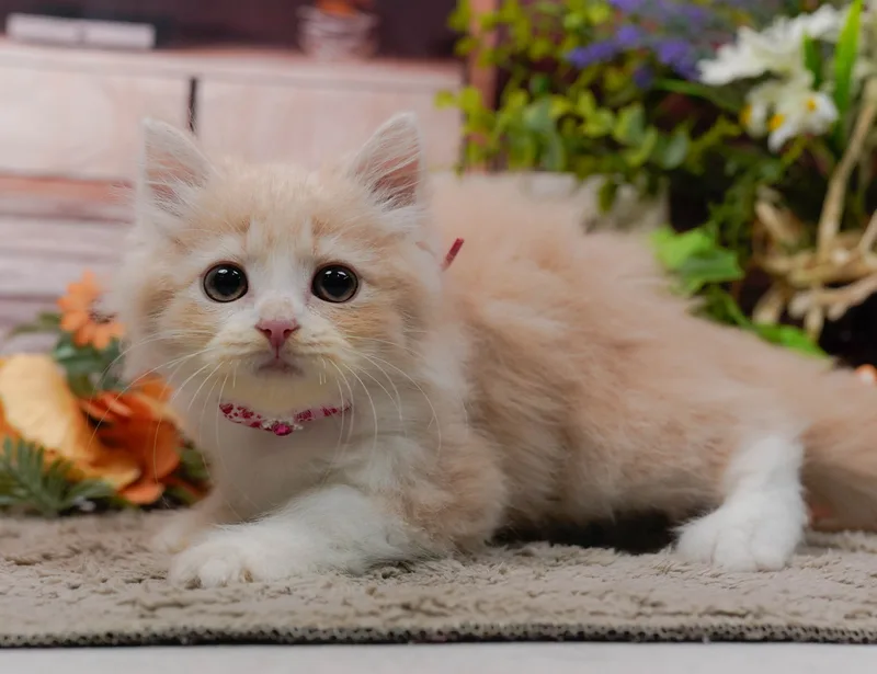 サイベリアンの子猫 メス クリームタビー&ホワイト