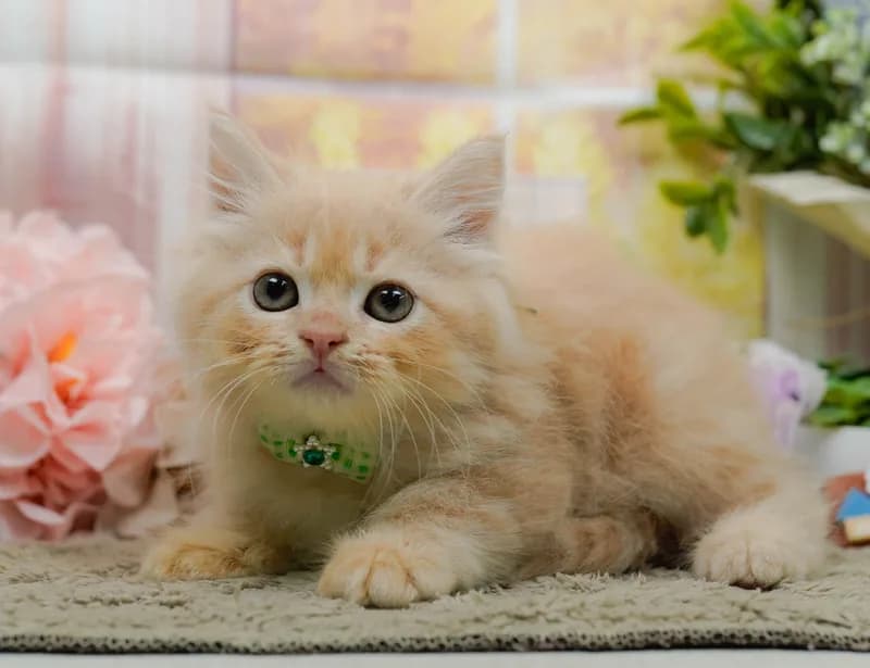 サイベリアンの子猫 オス クリームタビー - パピーヴィレッジ コノハズク - 写真1