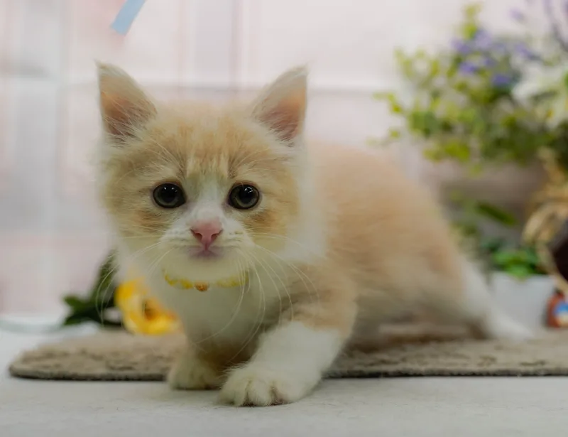 サイベリアンの子猫 メス クリームタビー&ホワイト