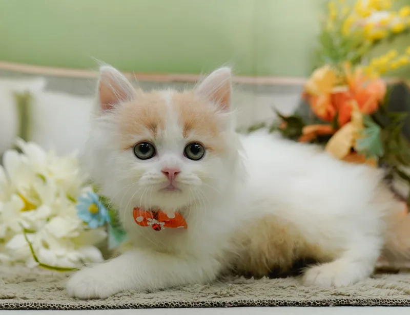 サイベリアンの子猫 オス クリームタビー&ホワイト