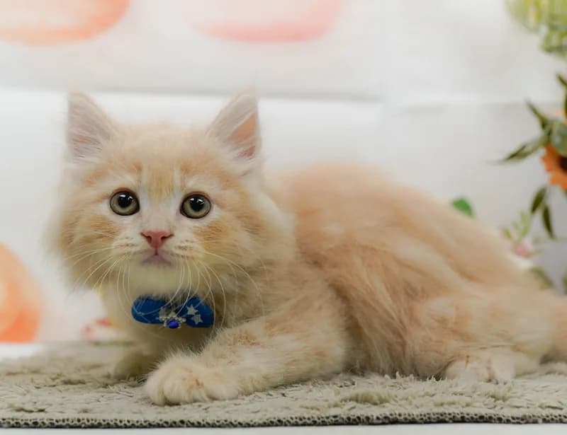 サイベリアンの子猫 オス クリームタビー