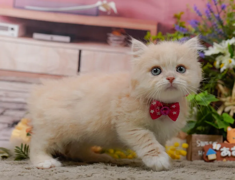 マンチカンの子猫 メス クリームタビー - パピーヴィレッジ コノハズク - 写真1