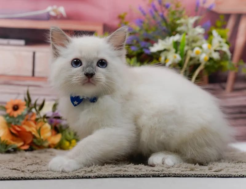 ラグドールの子猫 オス ブルーポイントミテッド - パピーヴィレッジ コノハズク - 写真1