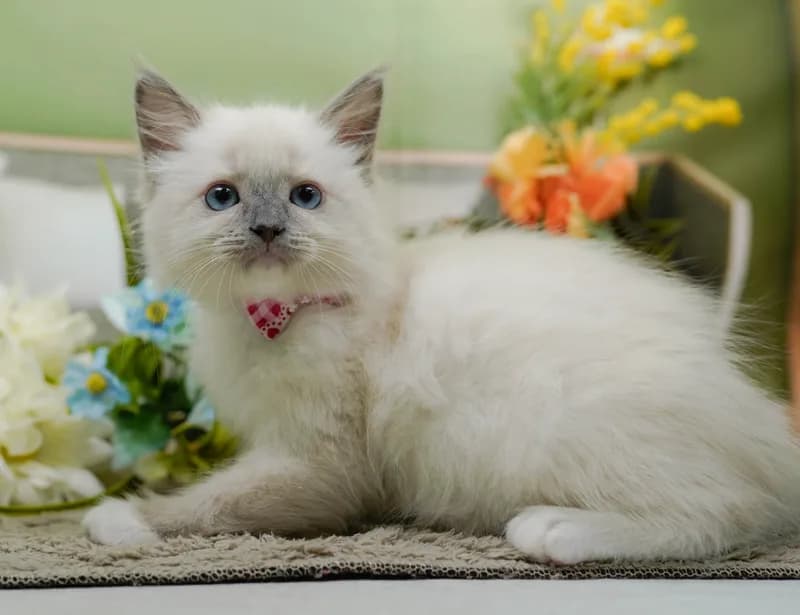 ラグドールの子猫 メス ブルーポイントミテッド - パピーヴィレッジ コノハズク - 写真1
