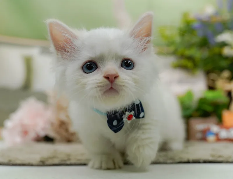 マンチカンの子猫 オス クリームタビー&ホワイトバン - パピーヴィレッジ コノハズク - 写真1