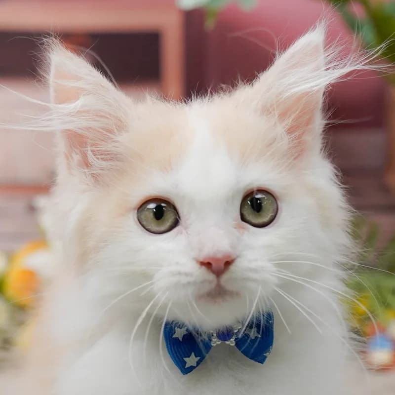 ミックスの子猫 オス クリームホワイト - パピーヴィレッジ コノハズク - 写真1