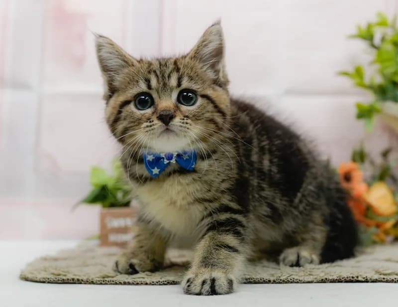 ミヌエットの子猫 オス ブラウンタビー