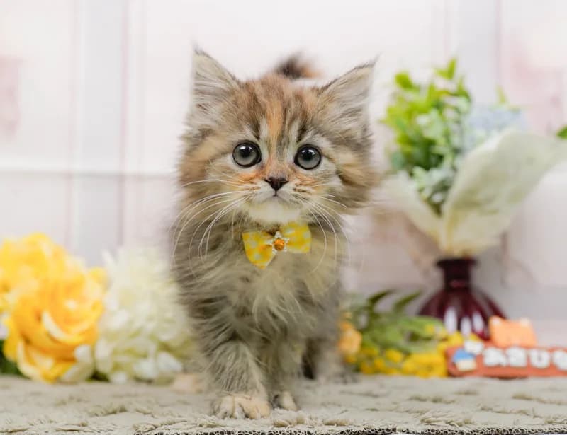 ミヌエットの子猫 メス ブラウンパッチドタビー