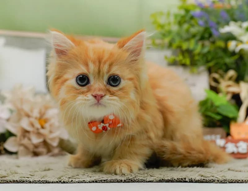 ミヌエットの子猫 オス レッドタビー