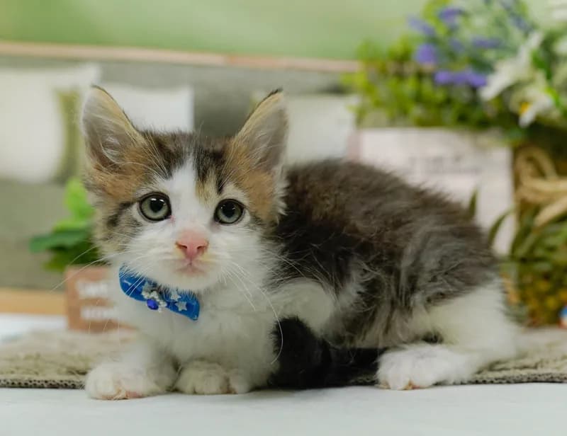 ノルウェージャンフォレストキャットの子猫 オス ブラウンタビーホワイト