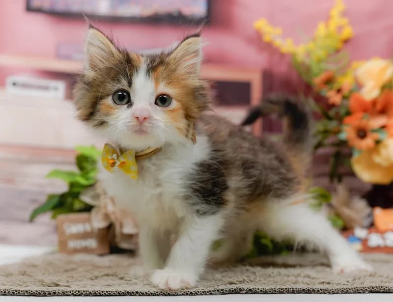 ノルウェージャンフォレストキャットの子猫 メス ブラウンパッチドタビー&ホワイト