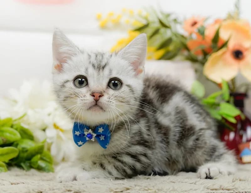 アメリカンショートヘアの子猫 オス シルバータビー